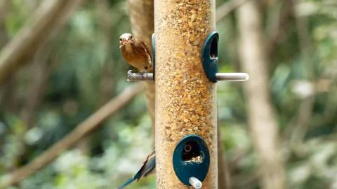 The bird sits on the feeder Stock Photos