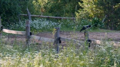 Bird sits on a fence Video stock 80129011