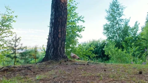 The bird sits in the forest on the ground. Wild bird. Bird on the lake. Stock Footage 157738547
