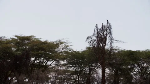 Bird sits gracefully on an arid tree branch against cloudy sky in Kenya. Stock Footage 236542980