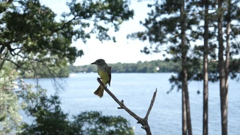 Bird sits on its perch looking curiously at the camera. Video stock 123445933