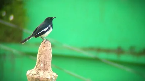 A bird sits on minaret Stock Footage 254451101
