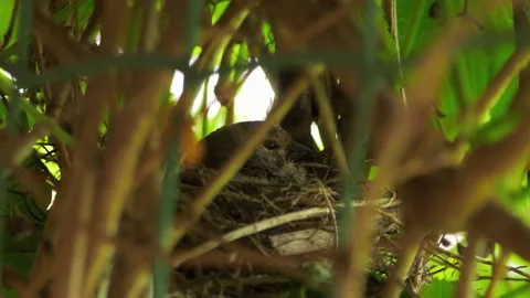 Bird sits in the nest Stock Footage 157431107