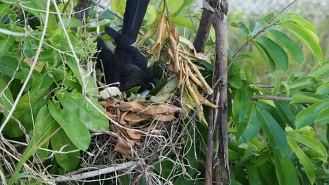 Bird sits in the nest to hatch eggs. Stock Footage 130501814