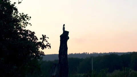 A bird sits on an old tree trunk at sunset Stock-Footage 113425317