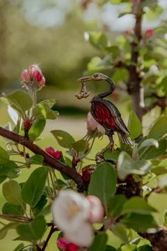 Bird sits peacefully on a tree branch with blooming flowers Stock Photos