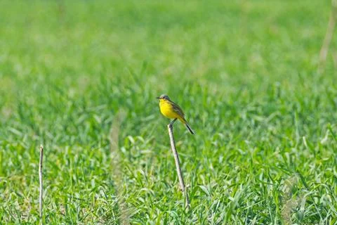 A bird sits on a perch Stock Photos