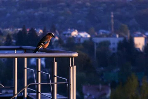 The bird sits on the railing on the balcony of a multi-storey building. 库存照片