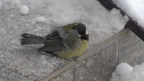 A bird sits on the snow in winter Video stock 276420695