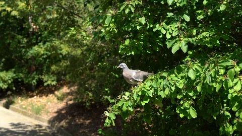A bird sits on a tree branch and pecks berries and then flies away Stock-Footage 113644139
