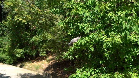Bird sits on a tree branch and pecks berries Stock Footage 113644239