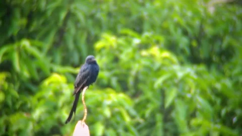 A bird sits on tree branch Stock Footage 254451116