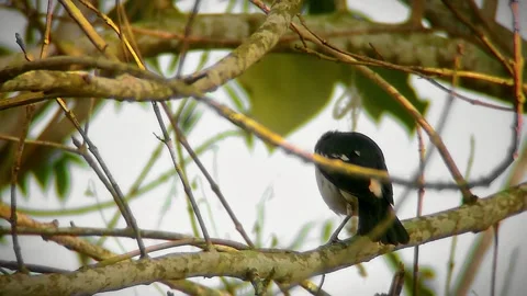 A bird sits on tree branch Stock Footage 254451902