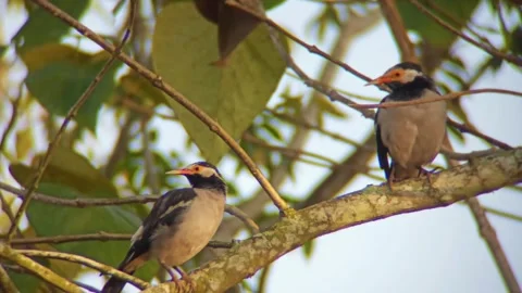 A bird sits on a tree branch Stock Footage 254679464