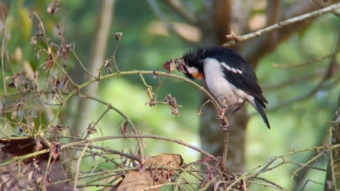 A bird sits on a tree branch Stock Footage 254681427