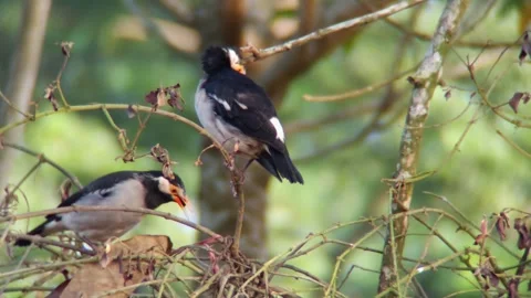 A bird sits on a tree branch Stock Footage 254681902