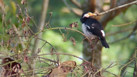 A bird sits on a tree branch Stock Footage 254682050