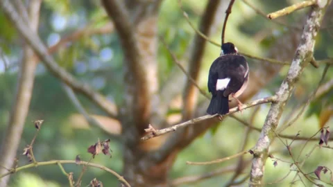 A bird sits on a tree branch Stock Footage 254682133