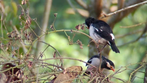 A bird sits on a tree branch Stock Footage 254682587