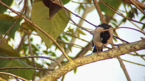 A bird sits on a tree branch Stock Footage 254683196