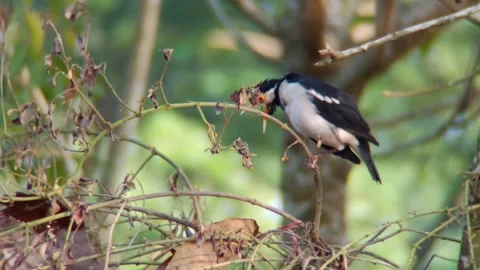 A bird sits on a tree branch Stock Footage 254683695