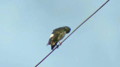 A bird sits on a tree branch Stock Footage 254687320