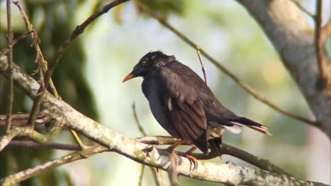 A bird sits on a tree branch Stock Footage 254688887
