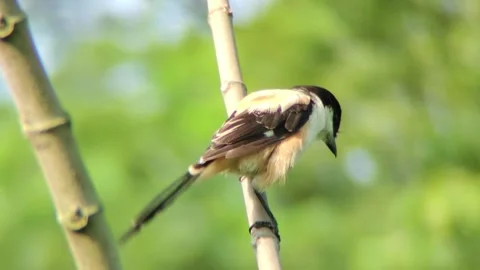 A bird sits on a tree branch Stock Footage 254690473