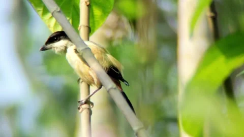 A bird sits on a tree branch Stock Footage 254690616