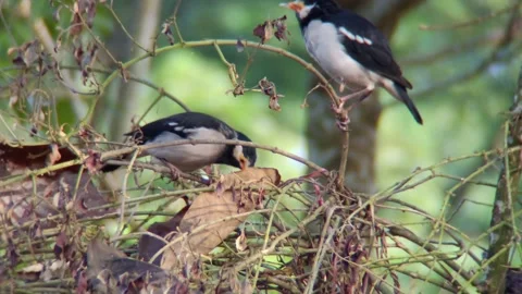 A bird sits on a tree branch Stock Footage 254692136