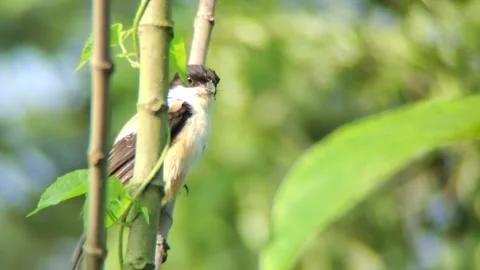 A bird sits on a tree branch Stock Footage 254694286