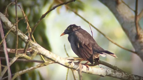 A bird sits on a tree branch Stock Footage 254695962