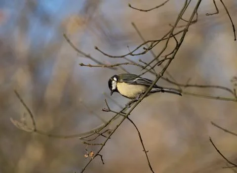A bird sits on tree at spring in jena Stock Photos