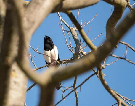 A bird sits on tree at spring in jena Stock Photos