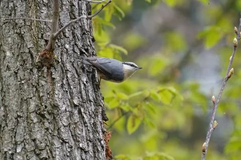A bird sits on a tree trunk Stock Photos