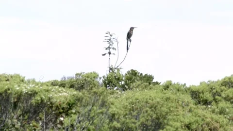 A Bird sitting above some trees  Vídeo Stock 76435368