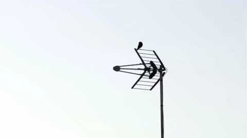 A bird is sitting on the analog antenna Stock Footage 143773404