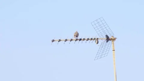 Bird sitting on antenna action flying Spain background clear blue sky no people Stock Footage 279772938
