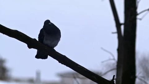 Bird is Sitting on a Bare Branches Tree, Winter, Cold Weather Stock Footage 73575905