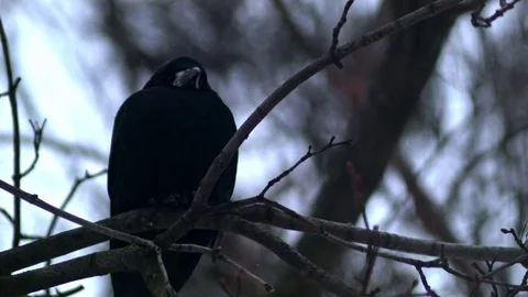 Bird is Sitting on a Bare Branches Tree, Winter, Cold Weather Stock Footage 73576002