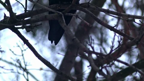 Bird is Sitting on a Bare Branches Tree, Winter, Cold Weather Stock Footage 73576070