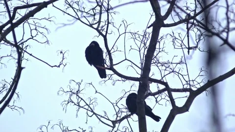 Bird is Sitting on a Bare Branches Tree, Winter, Cold Weather Stock Footage 73576098