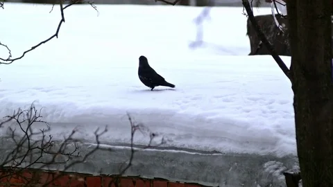 Bird is Sitting on a Bare Branches Tree, Winter, Cold Weather Stock Footage 73576101