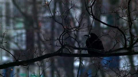 Bird is Sitting on a Bare Branches Tree, Winter, Cold Weather Stock Footage 73576192