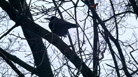 Bird is Sitting on a Bare Branches Tree, Winter, Cold Weather Stock Footage 73586624