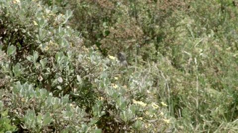 A bird sitting in a bed of plants Vídeo Stock 76434973