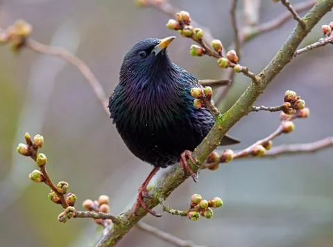 Bird sitting on the brach of a tree Stock Photos