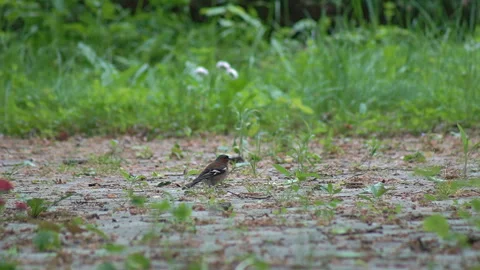 A bird sitting on a branch and singing loudly Stock Footage 243448932