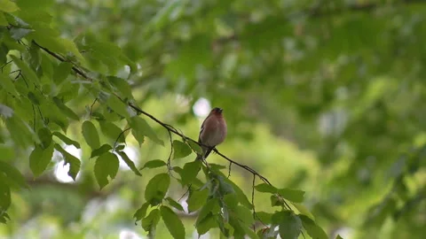 A bird sitting on a branch and singing loudly Stock Footage 243449003