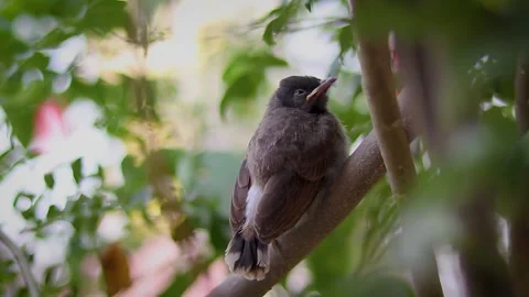 Bird Sitting On A Branch And Trying To Sleep Stock Footage 138797255